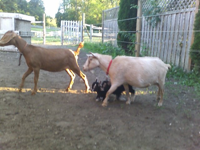 4 goats xing Angels run 09-13-08_1830[1]